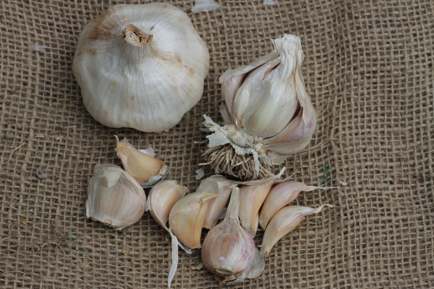 Australian White | Artichoke Group | Australian Garlic